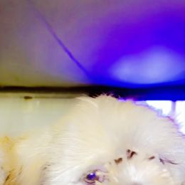 Shih Tzu Puppies from Casa de Santiago