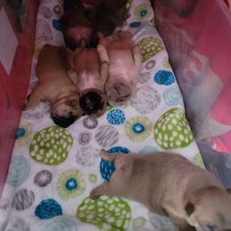 French Bulldog Puppies from Smith's Small Town Frenchies