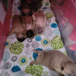 French Bulldog Puppies from Smith's Small Town Frenchies