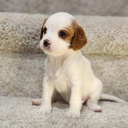 Girl 4 - female Cavapoo puppy in Highland, Utah from Angel Pups Deluxe