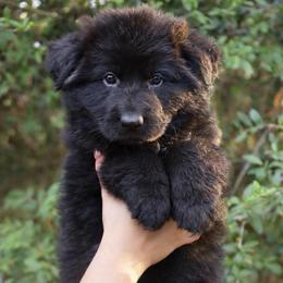 Azula - Black female German Shepherd puppy in Canton, Texas from WILDWOOD GERMAN SHEPHERDS