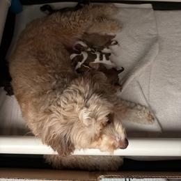 Boy - Red male Aussiedoodle puppy in Lincoln, California from Frenchie LOVE and Doodles