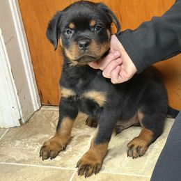 Boy 2 - Black and mahogany male Rottweiler puppy in Lima, Ohio from Vom Hause Bishop