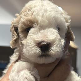 Frosty, 3 weeks old - Silver male Cockapoo puppy in Crawford, Colorado from Saddle Mountain Doodles