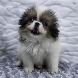Scar - Sable and white male Japanese Chin puppy in Johnson City, Tennessee from Erin & Friends Japanese Chin