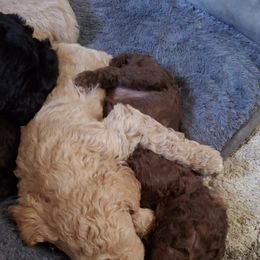 Poodle Puppies from Polly Wally Doodles and Poodles