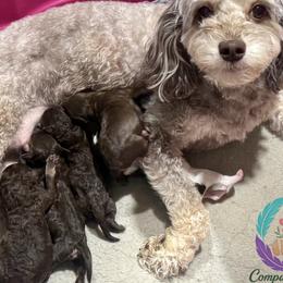 Poodle puppies from Companion Creek Farm
