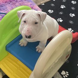 TBD - White male Bull Terrier puppy in Colorado Springs, Colorado from Empire Bull Terriers