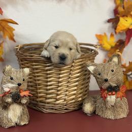 Boy 2 - male Golden Retriever puppy in Overton, Nevada from Sinfully Sweet Kennel