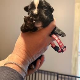 Pink female - Brindle female Boxer puppy in Mooresboro, North Carolina from Echo Hollow Boxers
