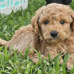 Boy 3 - Cream male Goldendoodle puppy in Wildwood, Florida from We R Mini Doodles