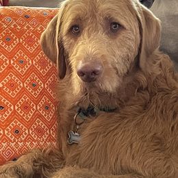 Dudley - Labradoodle