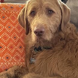 Dudley - Labradoodle