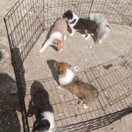 Reserved Moon - Black white and tan female Collie puppy in St Stephens, Wyoming from Desert Kennels