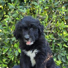 Green - Black and white male Siberian Husky puppy in Los Angeles, California from Zenia Huskies