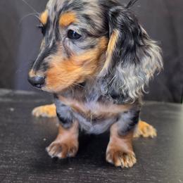 The Duchess-Alice in Wonderland Theme Litter - Dapple female Dachshund puppy in Woodland, Washington from SJs Dachshunds