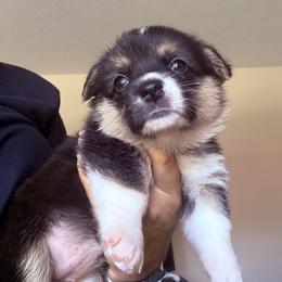 Merida - Black and tan female Pembroke Welsh Corgi puppy in Saint Johns, Florida from Colebrooke Farm