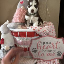 Aiden - Red and white Siberian Husky puppy in Wellington, Colorado from Husky Acres