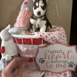 Aiden - Red and white Siberian Husky puppy in Wellington, Colorado from Husky Acres