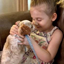 Cavalier King Charles Spaniel and Poodle Puppies from Ellis Crown Cavaliers