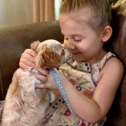 Cavalier King Charles Spaniel and Poodle Puppies from Ellis Crown Cavaliers