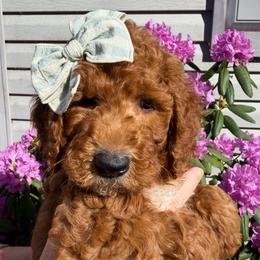 Ailis (peach collar) - Red female Irish Doodle puppy in Mouth Of Wilson, Virginia from HoneyBunn Doodle Co.
