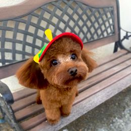 Simba - Poodle