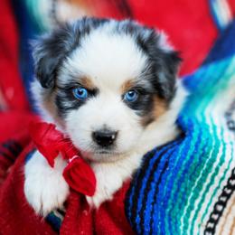 Star Crunch - Blue merle female Australian Shepherd puppy in Paola, Kansas from Tiz Ranch