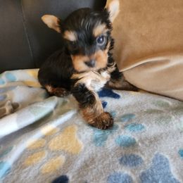 Yorkshire Terrier Puppies from Little Yorkie World Texas