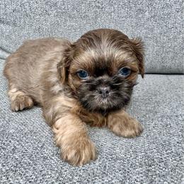 Leia - Blue female Shih Tzu puppy in Kettering, Ohio from LaDawn’s Little Lions