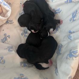 TBA - Black rust and white male Bernese Mountain Dog puppy in Payson, Utah from Red Bridge Berners