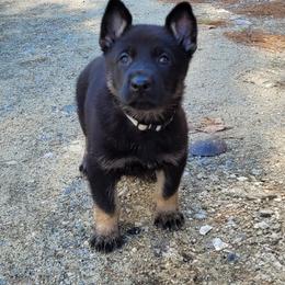 German Shepherd Puppies from Levesques German Shepherds