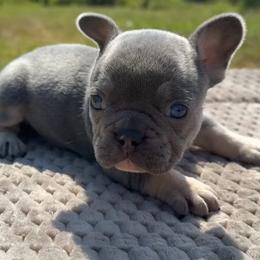 Beulah - Tricolors female French Bulldog puppy in Warm Springs, Arkansas from State Line Dachshunds & Frenchies
