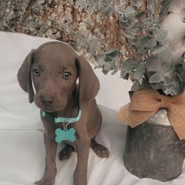 Weimaraner Puppies from North Georgia Weims