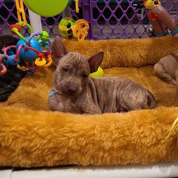 Vietnamese Phu Quoc Ridgeback Puppies from Vietnamese Phu Quoc Ridgeback Dogs of Southern California