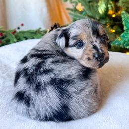 Holly - Blue merle female Miniature American Shepherd puppy in Idaho Falls, Idaho from Sugartop Minis