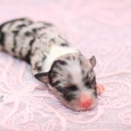Australian Shepherd, Miniature American Shepherd, Miniature Australian Shepherd, and Toy Australian Shepherd Puppies from Painted Blue Aussies