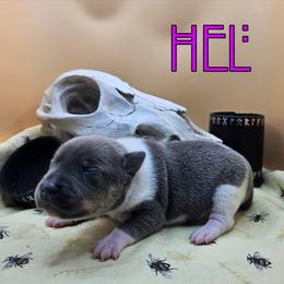 Hel - White and blue fawn female Rat Terrier puppy in Lynn, Alabama from Cryptic Rat Terriers