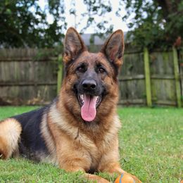 German Shepherd All Grown Up from Von Kühnheit German Shepherd Kennels