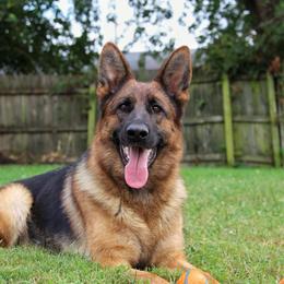 German Shepherd All Grown Up from Von Kühnheit German Shepherd Kennels