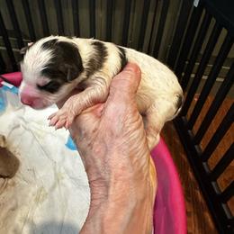 Girl 1 - Black and white female Pomsky puppy in Leesburg, Virginia from Capital Pomsky