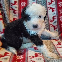 Buck - Black and white male Sheepadoodle puppy in Bellevue, Iowa from Fluffy Wonders Poms and Doodles