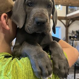 Great Dane Puppies from Blue Mountain Great Danes LLC