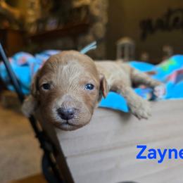 Zayne - Apricot male Cavapoo puppy in Blackfoot, Idaho from Draper Mountain Doodles