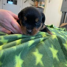 Female 4 - Black and rust female Rottweiler puppy in Aspers, Pennsylvania from Vom Uberlegenen Rottweilers