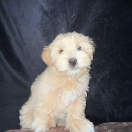 Havanese Puppies from LaBeouf Havanese’s
