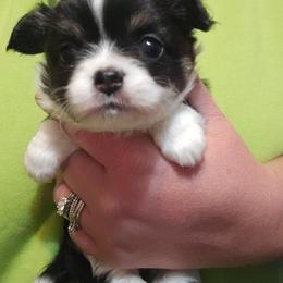 Sebastion - Black and white male Chihuahua puppy in Amity, Pennsylvania from Baxters Chihuahuas