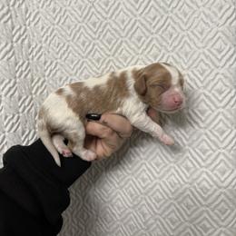 Willie - Blenheim male Cavalier King Charles Spaniel puppy in Feasterville Trevose, Pennsylvania from HMH’s Maltipoos & Cavaliers