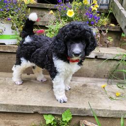 Poodle Puppies from Joyful Paw Poodles