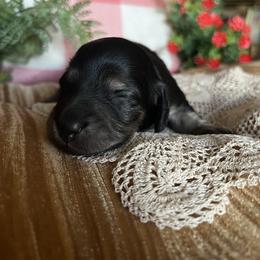 Licorice - Black and cream female Dachshund puppy in Perryville, Maryland from Heavenly Heritage Dachshunds and Doods